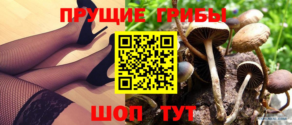 Псилоцибиновые грибы прущие грибы  Вход с VPN  хочу наркоту  Галлюциногенные грибы мицелий  Зеленогорск 